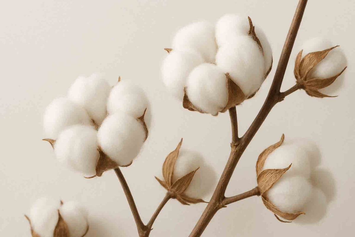 Bio-Baumwolle